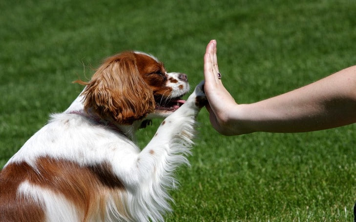 How to Train a Cavalier King Charles Spaniel Puppy