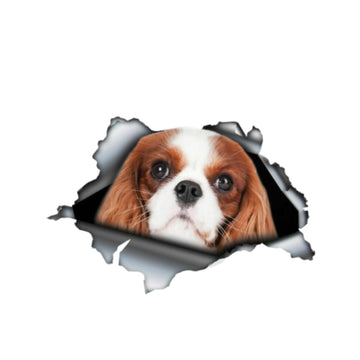 Cavalier King Charles Auto Decal